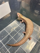 ​Hong Kong Customs seized 44 live lizards at the Shenzhen Bay Control Point yesterday (February 2), of which 41 were suspected to be scheduled endangered species, with an estimated market value of about $115,000. Photo shows one of the live lizards seized.